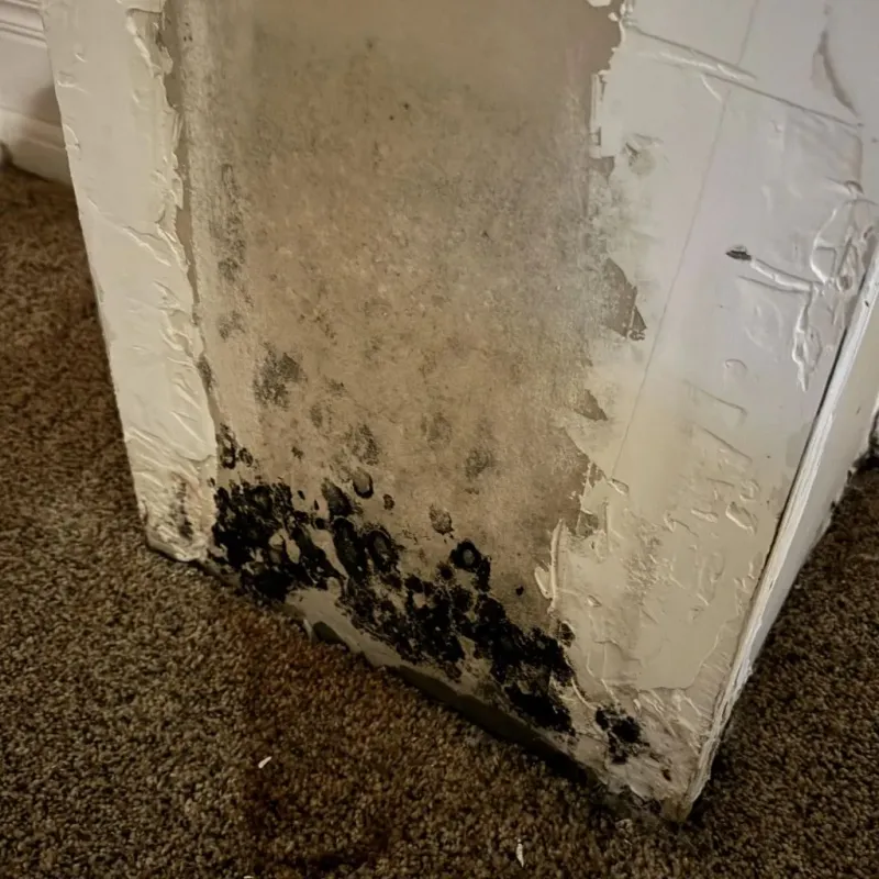 Professional Mold Removal in Greer, SC